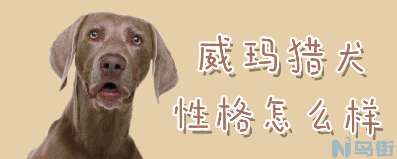 威玛猎犬性格怎么样？