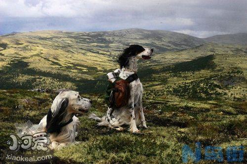 英格兰雪达犬上厕所怎么训练？