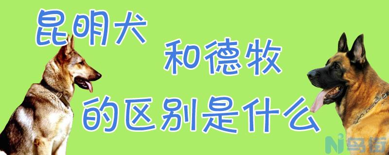 昆明犬和德牧的区别是什么？