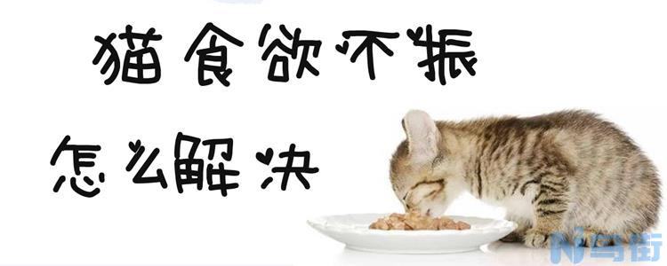 猫食欲不振怎么解决？