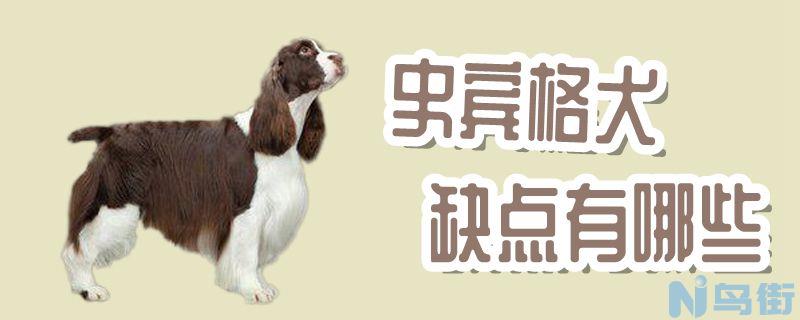 史宾格犬缺点有哪些？