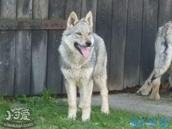 捷克狼犬吃什么狗粮好？