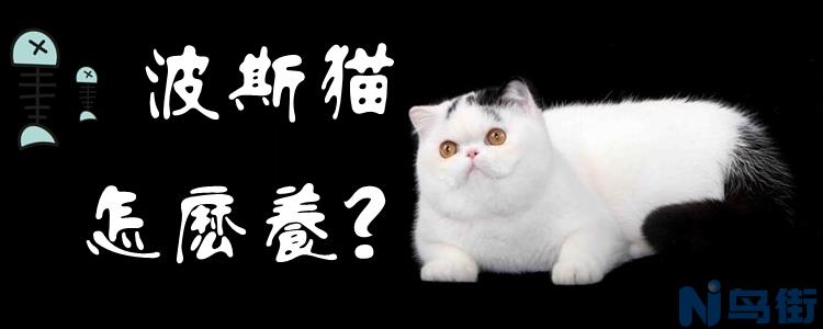 异国短毛猫怎么养？