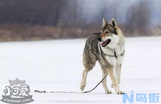 捷克狼犬拉稀怎么处理？