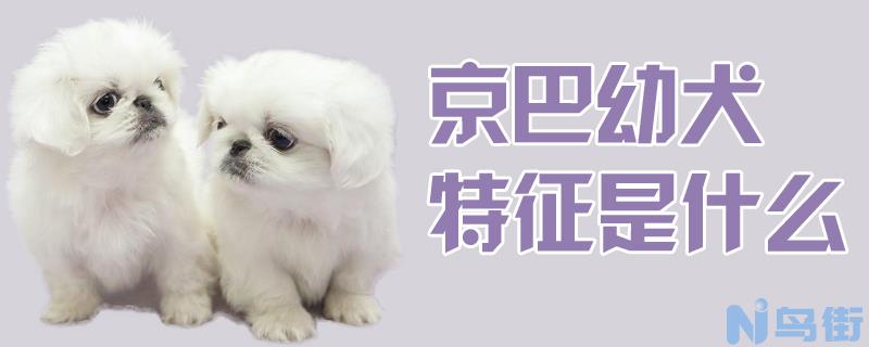 京巴幼犬特征是什么？