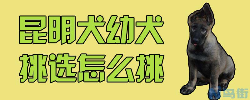 昆明犬幼犬挑选怎么挑？