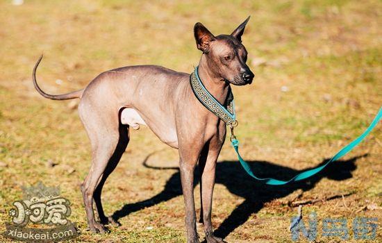 怎么训练墨西哥无毛犬不乱吃？