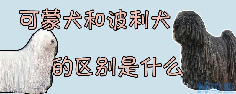 可蒙犬和波利犬的区别是什么？