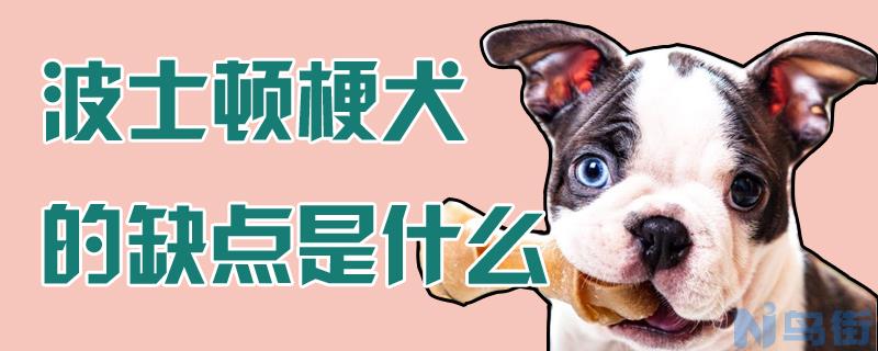 波士顿梗犬的缺点是什么？