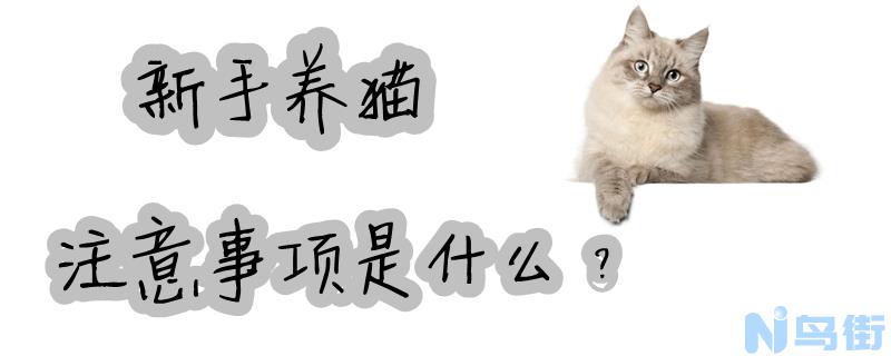 新手养猫注意事项是什么？