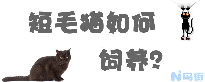 短毛猫如何饲养？