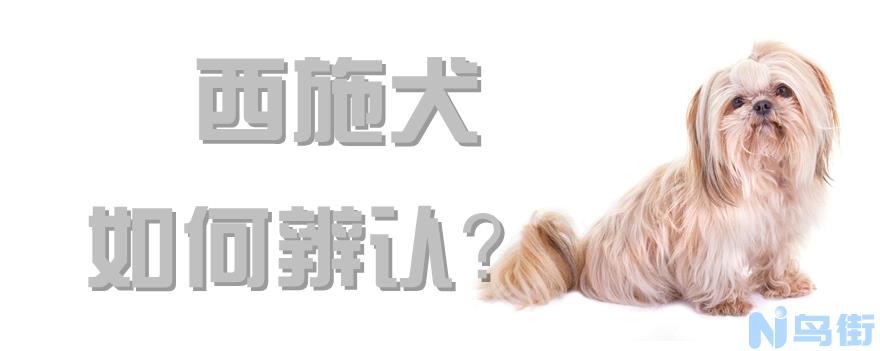 西施犬如何辨认？