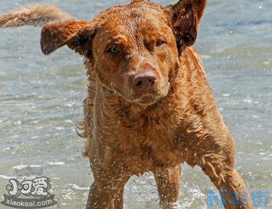 乞沙比克猎犬口腔怎么护理？