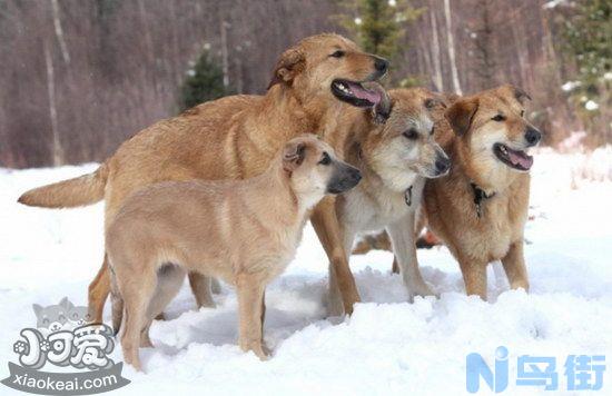 奇努克犬发烧怎么办？