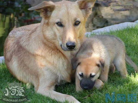 奇努克犬怎么训练躺下？