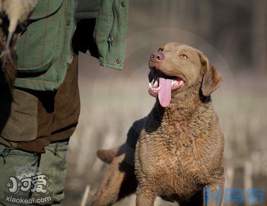 乞沙比克猎犬怎么消除泪痕？