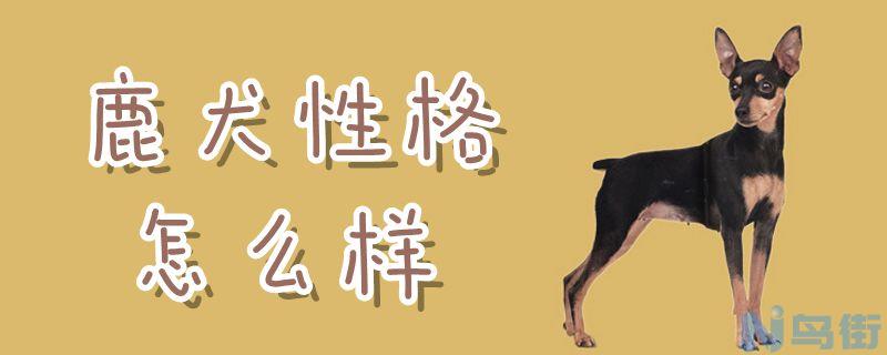 鹿犬性格怎么样？