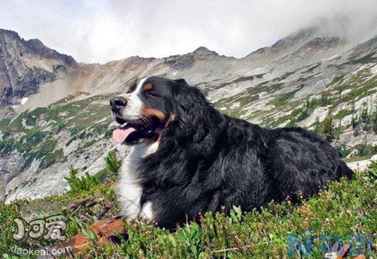 大瑞士山地犬驱虫吃什么药？