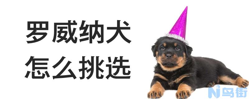 罗威纳犬怎么挑选？