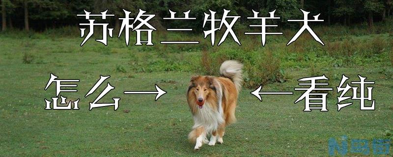 苏格兰牧羊犬怎么看纯？