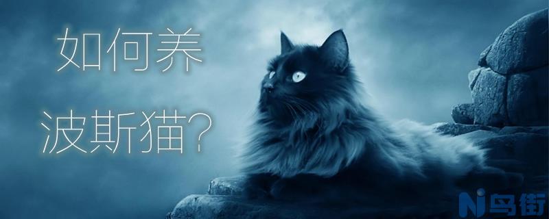 如何养波斯猫？