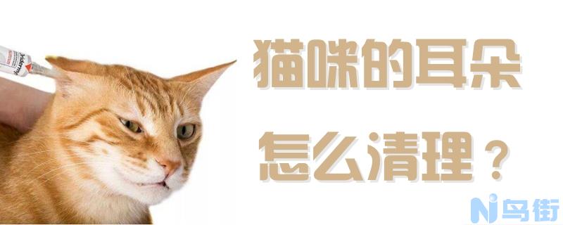 猫咪的耳朵怎么清理？