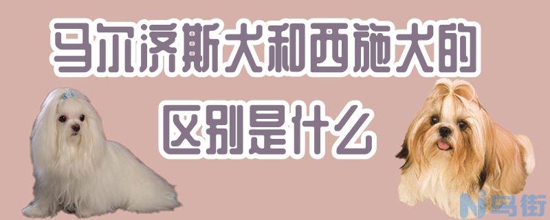 马尔济斯犬和西施犬的区别是什么？