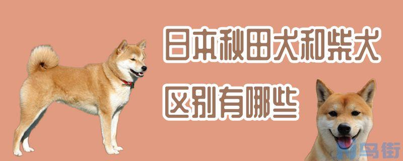 日本秋田犬和柴犬区别有哪些？