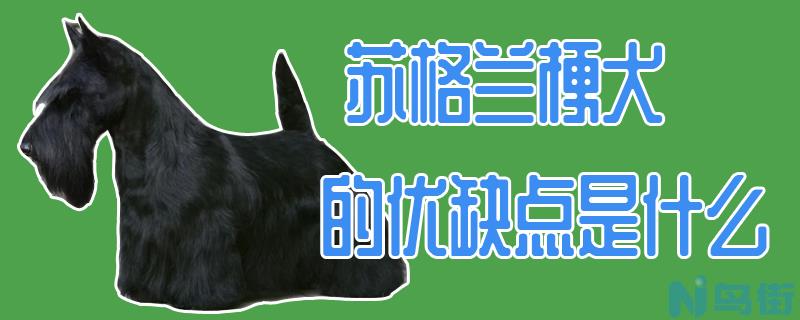 苏格兰梗犬的优缺点是什么？