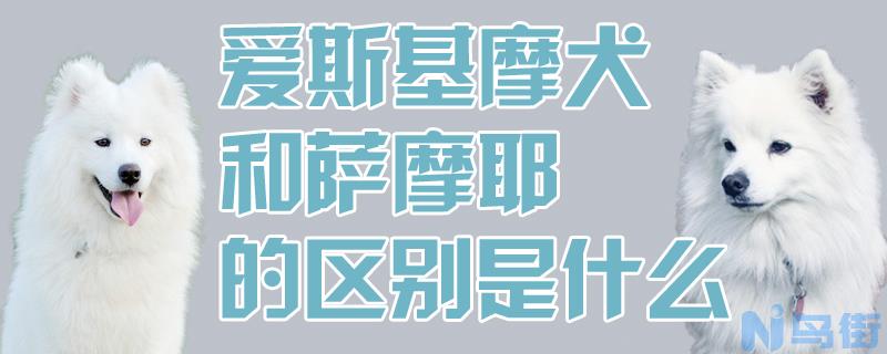 爱斯基摩犬和萨摩耶的区别是什么？