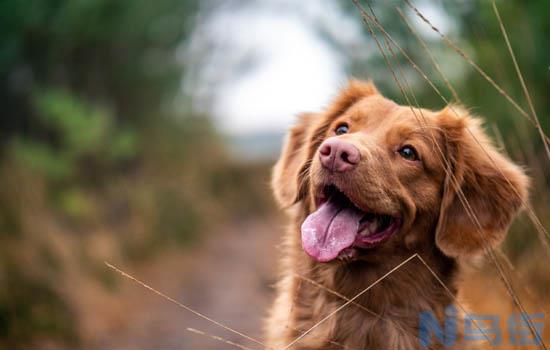 比特犬和藏獒哪个厉害？