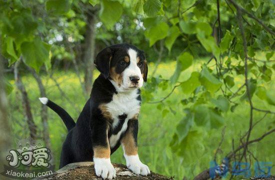 大瑞士山地犬怎么训练不咬人？