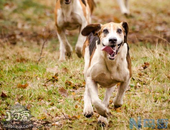 美国猎狐犬感冒什么症状？