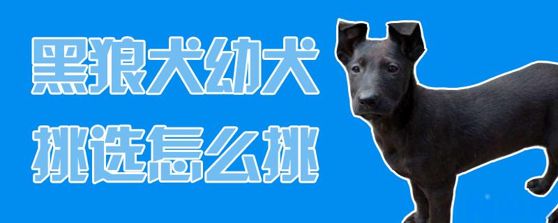 黑狼犬幼犬挑选怎么挑？