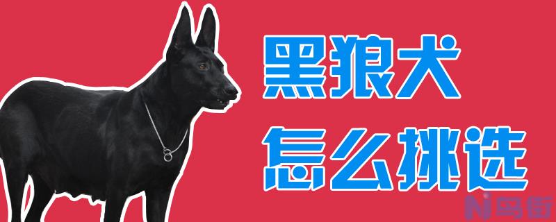 黑狼犬怎么挑选？