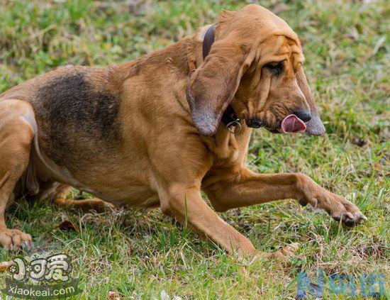 寻血猎犬耳朵怎么清洁？