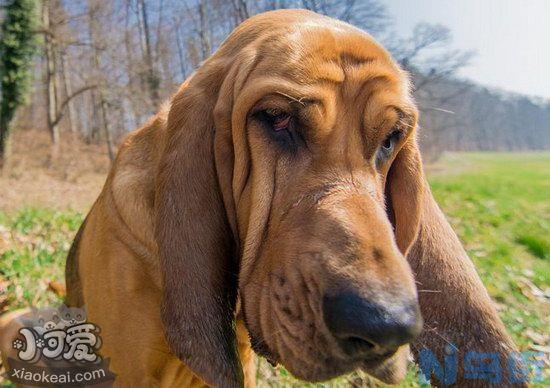 寻血猎犬怎么修剪指甲？