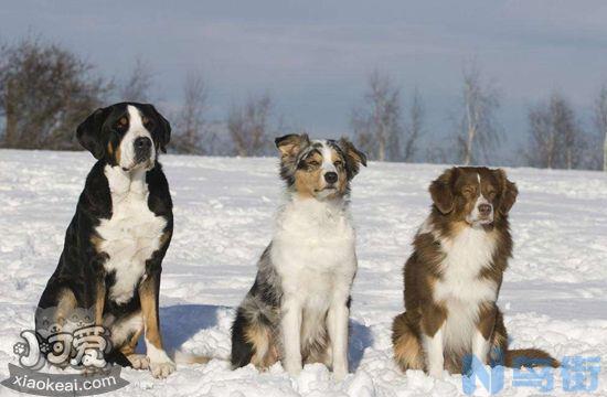 怎么训练澳大利亚牧羊犬随行？