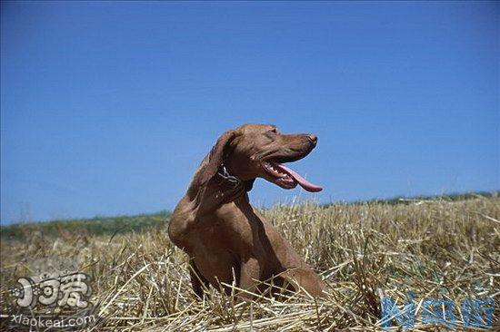 波尔多犬拉肚子怎么处理？