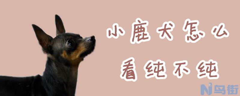 小鹿犬怎么看纯不纯？