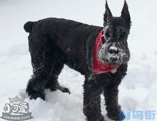 巨型雪纳瑞怎么训练？