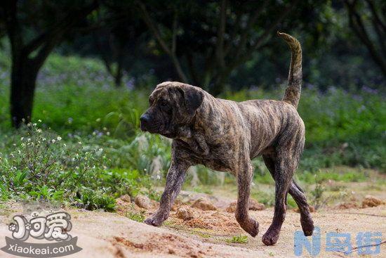 加纳利幼犬玩具怎么选？