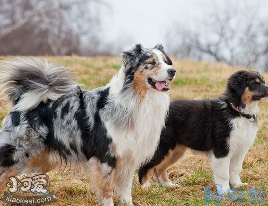 澳大利亚牧羊犬一天喂几次？