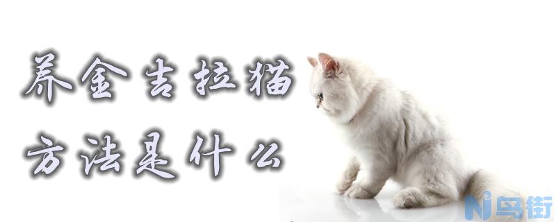 养金吉拉猫的方法是什么？