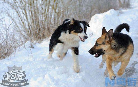 怎么训练澳大利亚牧羊犬趴下？