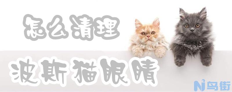 波斯猫眼睛怎么清理？