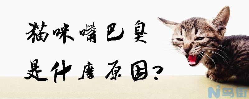 猫咪嘴巴臭是什么原因？