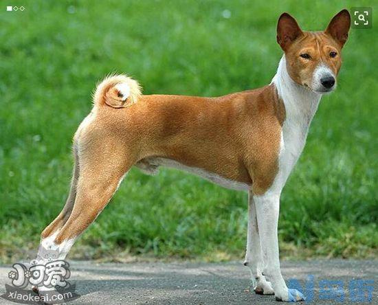 巴仙吉犬感冒吃什么药？