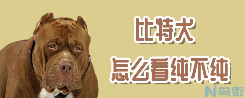 比特犬怎么看纯不纯？