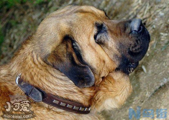 马士提夫獒犬感冒怎么办？